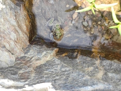 Fejervarya multistriata