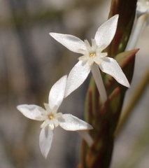 Struthiola myrsinites