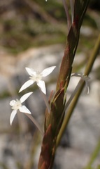 Struthiola myrsinites