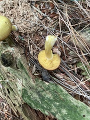 Tricholomopsis decora