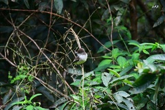 Myiarchus magnirostris