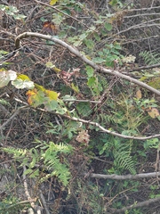 Rubus alceifolius
