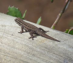 Lygodactylus capensis