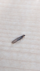 Kalotermes flavicollis