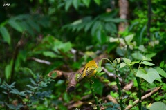 Setophaga petechia aureola