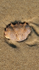 Ovalipes ocellatus