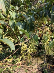 Acer davidii