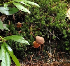Neoboletus luridiformis