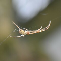 Tylorida