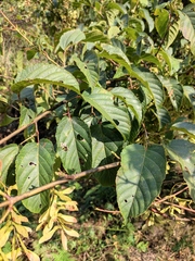 Acer davidii