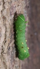 Ceratocampinae