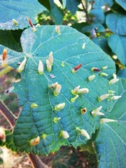 Eriophyes tiliae