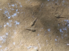 Fejervarya multistriata