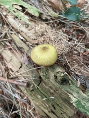 Tricholomopsis decora