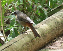 Cossypha caffra caffra