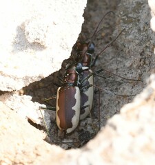 Eunota circumpicta
