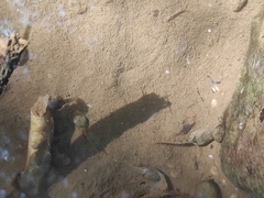 Fejervarya multistriata