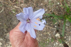 Aristea spiralis