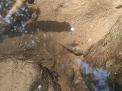 Fejervarya multistriata