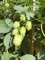 Humulus lupulus