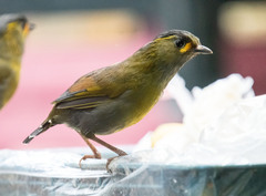 Liocichla steerii