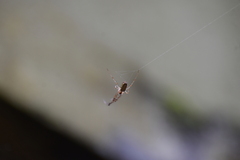 Tylorida