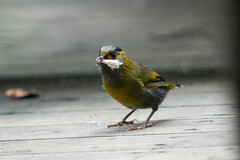 Liocichla steerii
