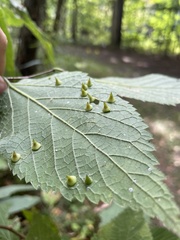 Celticecis spiniformis