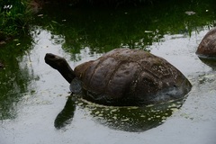 Chelonoidis niger porteri