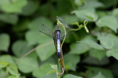 Orthetrum albistylum speciosum