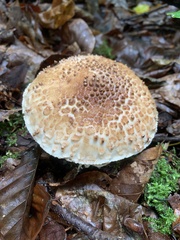 Echinoderma