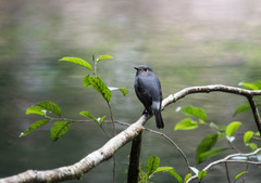 Phoenicurus fuliginosus