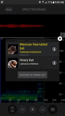 Tadarida brasiliensis