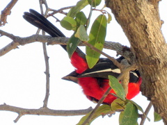 Laniarius atrococcineus