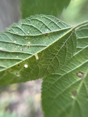 Celticecis pyriformis