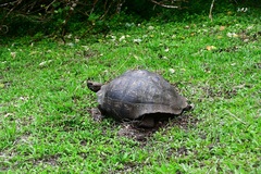Chelonoidis niger porteri