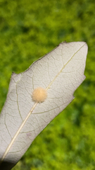 Druon quercuslanigerum