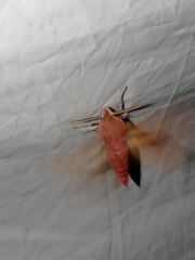 Deilephila porcellus