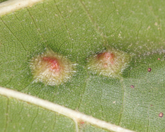 Cecidomyiini