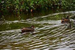 Anas bahamensis galapagensis