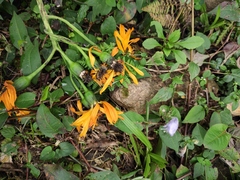 Ligularia japonica