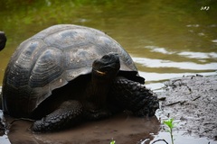 Chelonoidis niger porteri