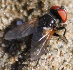 Phasia