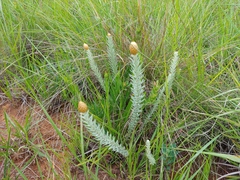 Helichrysum reflexum