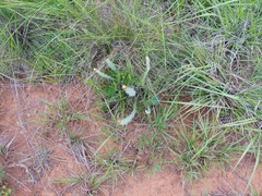 Helichrysum reflexum