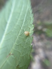 Dasineura collinsoniae