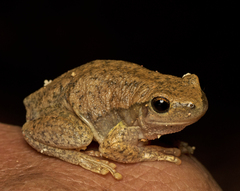 Litoria rubella