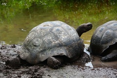 Chelonoidis niger porteri