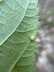 Dasineura collinsoniae