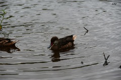 Anas bahamensis galapagensis